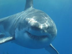 I call him......Bruce! by Stacy Perry 